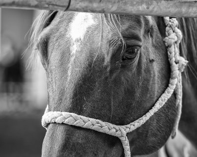 FT Worth Stockyards