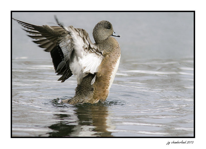 canard damerique / american wigeon