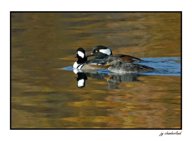 harles couronne / hooded merganser