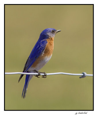 merle bleu / eastern blue bird