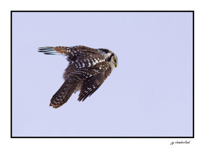 chouette perviere / northern hawk owl