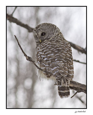 chouette raye / northern barred owl
