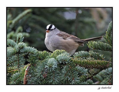 bruant a couronne blanche / white-crowned sparrow