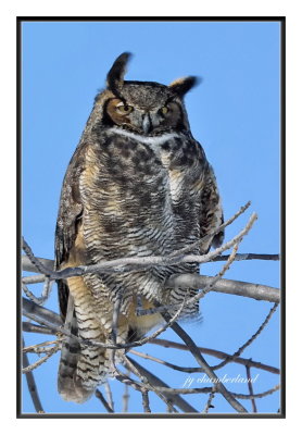 grand duc d'amrique / great horned owl