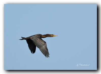 cormoran a aigrettes / double-crested cormoran