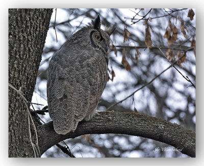 DSC_2691 grand duc d'amrique / great horned owl