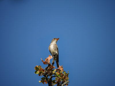 Flycatcher
