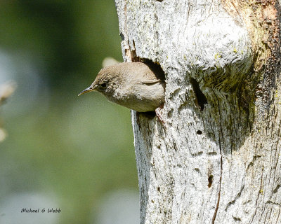 House Wren prepares a nest