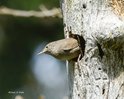 Wren with the twig sticking out.
