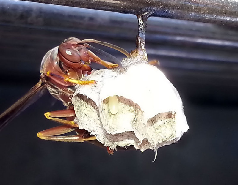 Mother Wasp and her new brood  