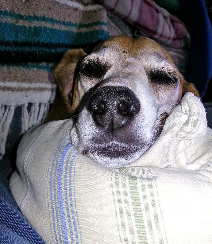 A pillow for his chin....
