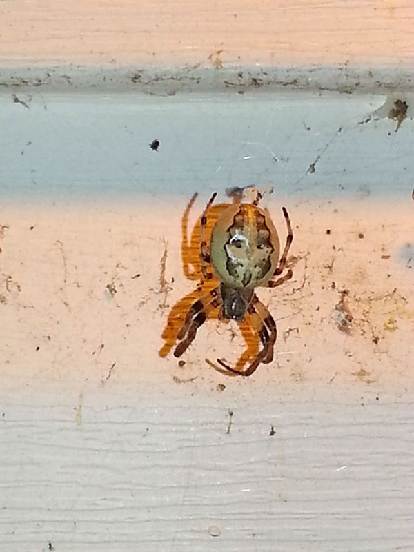 Arachnid 