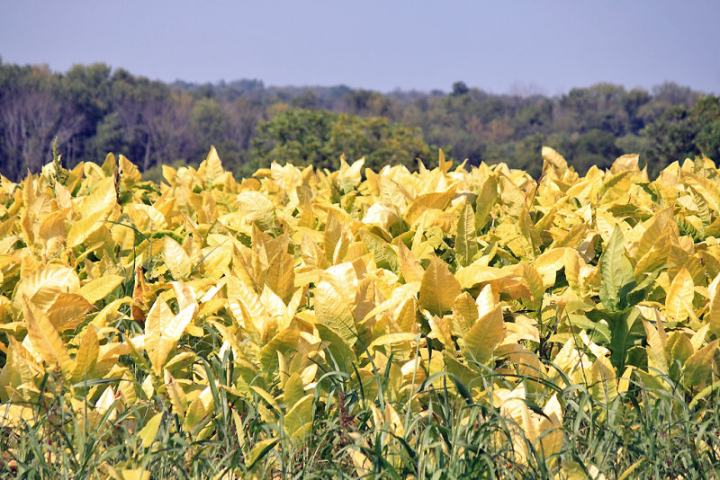 Tobacco in the field, ready for cutting., 