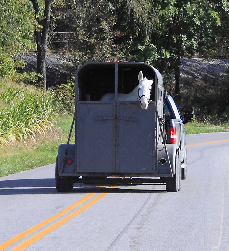 A Southbound horse looking rather concerned about being in the middle of the road on a blind curve 