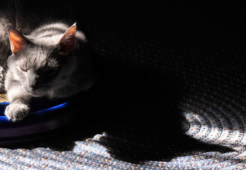 Napping in the Evening sun 