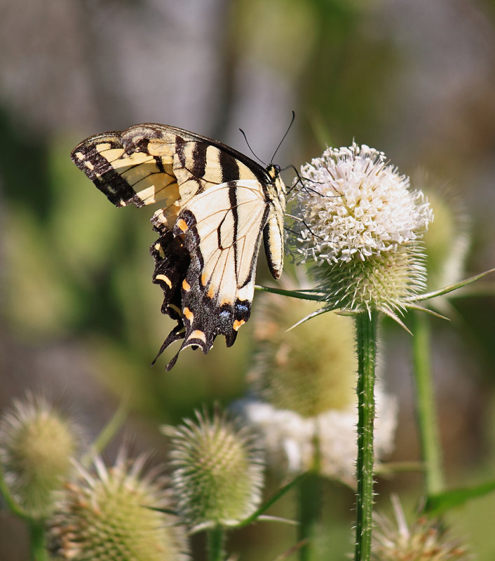 Butterfly at Waddy 