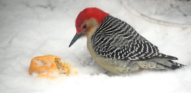 Woodpecker and a Wonton 