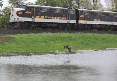A Heron takes flight as the Derby train passes Lake Wells in a steady rain 