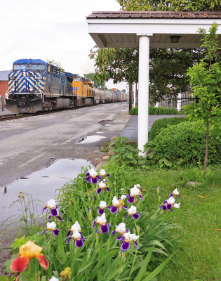 A CEFX Bluebird brings NS 376 by the blooming Iris's  at Harrodsburg 