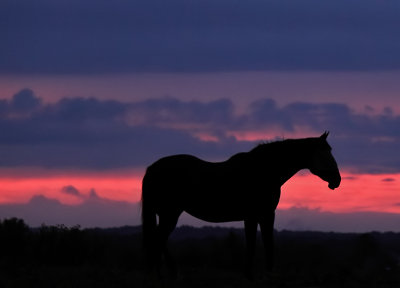 The sun sets as a lone horse watches Gods show 