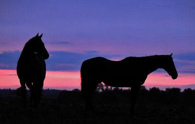 Horses on the hill at Sunset 