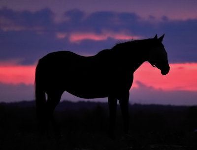 A lone horse at sunset 