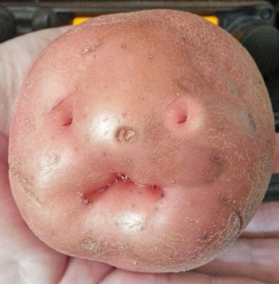 Evil baby head tater...proof that even nature has a sense of humor. 