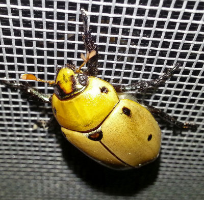 Female Hercules Beetle 