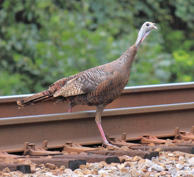 Fowled Ballast A young Wild Turkey on the tracks near Grove Ky 