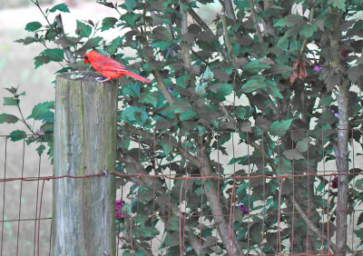 Cardinal and a grub on the back fence 