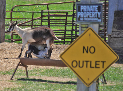 Goats frolic at Bowen 