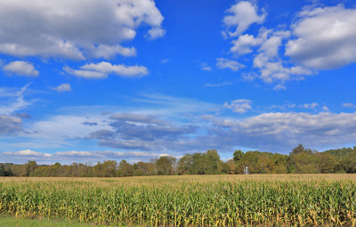 Corn and a big sky at Southfork 