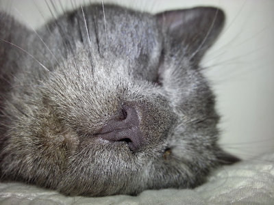 Nap time, end of the Eat, Poop, Sleep cycle