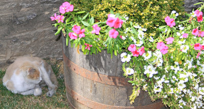 Elijah, the company cat at the Woodford Reserve distillery has found a shady place to take a nap
