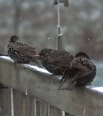 Starlings braced for sub-Zero temps 