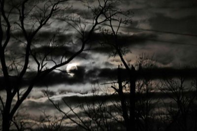 The early morning winter moon lights up bare trees and fast moving clouds 