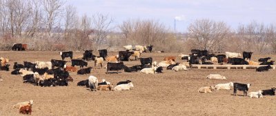 Bovines and the power plant 