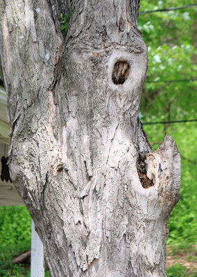 The tree monster at Cliffside, Ky 