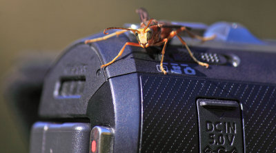 Wasp on a camera 