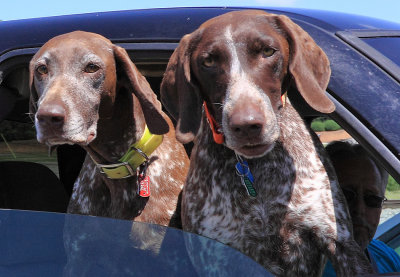 Virginia Hound Dogs Out For A Ride 