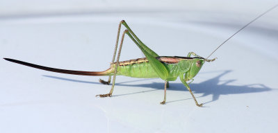 Grasshopper on the hood 