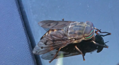 Horsefly on the hood  