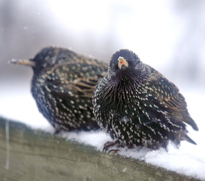 Birds in the snow 