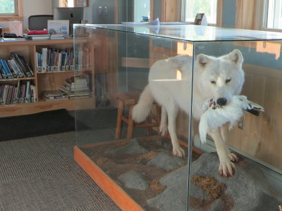 Wolf on Display