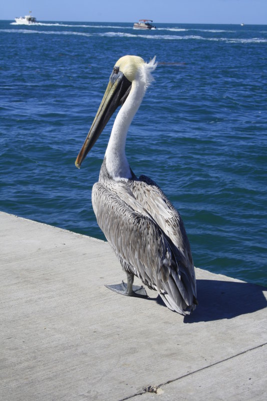Florida pelican.JPG