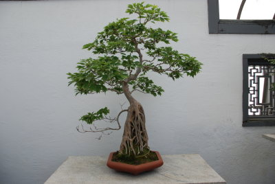 Bonsai at the Montreal Botanical gardens (2013)