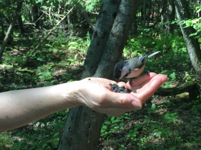 Black-capped chickadee_2.JPG