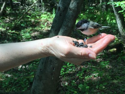Black-capped chickadee_3.JPG