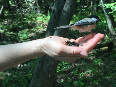 Black-capped chickadee_4.JPG