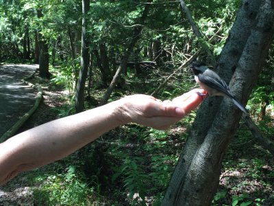 Black-capped chickadee_5.JPG